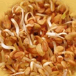Geo Fenugreek Sprouting Seeds