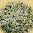 Geo Garlic Chive Sprouting Seeds