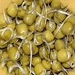 Geo Green Pea Sprouting Seeds
