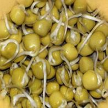 Geo Green Pea Sprouting Seeds
