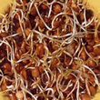 Geo Lentil Sprouting Seeds