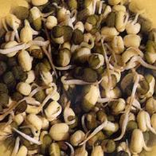 Sprouting Seeds