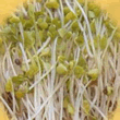 Geo Mustard Sprouting Seeds