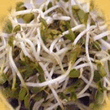Geo Radish Sprouting Seeds