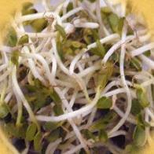 Geo Radish Sprouting Seeds