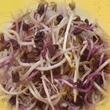 Geo Red Radish Sprouting Seeds