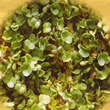 Geo Rocket Sprouting Seeds