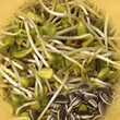 Geo Sunflower Sprouting Seeds