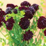 World Botanics Scabious Black Knight