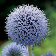 World Botanics Blue Glow Echinops Seeds