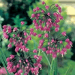 World Botanics Cernuum Allium Seeds