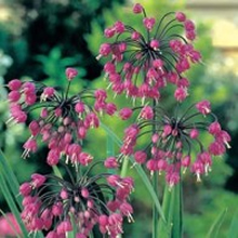 World Botanics Cernuum Allium Seeds