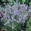 World Botanics Ellegance Sky Lavender Seeds