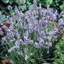 World Botanics Ellegance Sky Lavender Seeds