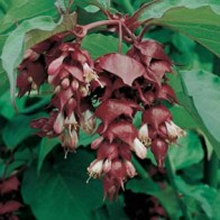 World Botanics Formosa Leycesteria Seeds