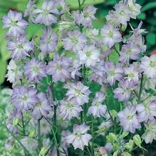 World Botanics Frosted Skies Larkspur Seeds