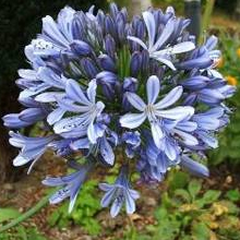 World Botanics Headbourne Hybrids Agapanthus Seeds