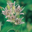 World Botanics Hirta Tricyrtis Seeds