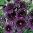 World Botanics Kew Blue Salpiglossis Seeds