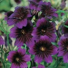 World Botanics Kew Blue Salpiglossis Seeds