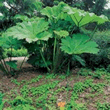 World Botanics Manicata Gunnera Seeds