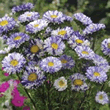 World Botanics Matsumoto Violet Stripe Aster Seeds