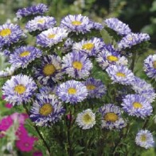 World Botanics Matsumoto Violet Stripe Aster Seeds