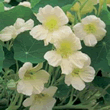World Botanics Milkmaid Nasturtium Seeds