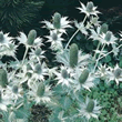 World Botanics Miss Wilmotts Ghost Eryngium Seeds