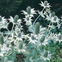 World Botanics Miss Wilmotts Ghost Eryngium Seeds