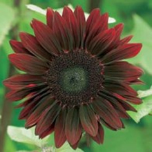 World Botanics Moulin Rouge F1 Sunflower Seeds