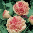 World Botanics Paeony Flemish Antique Poppy Seeds