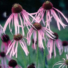 World Botanics Pallida Echinacea Seeds