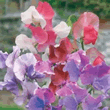 World Botanics Pathfinder Sweet Pea Seeds