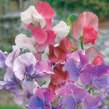 World Botanics Pathfinder Sweet Pea Seeds