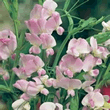 World Botanics Pink Pearl Lathyrus Seeds