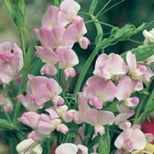 World Botanics Pink Pearl Lathyrus Seeds
