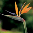 World Botanics Reginae Strelitzia Seeds