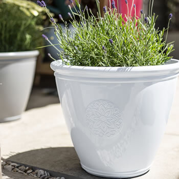 Image of Kelkay Plant Avenue Trad. Collection Small Eden Emblem Pot in White