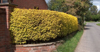 Image of 20 x 2ft Golden Privet (Ligustrum Aureum) Evergreen Hedging Plants