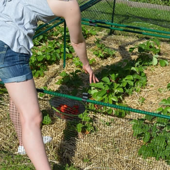 Extra image of Standard Strawberry Cage 46cm x 244cm x 914cm with Bird Netting
