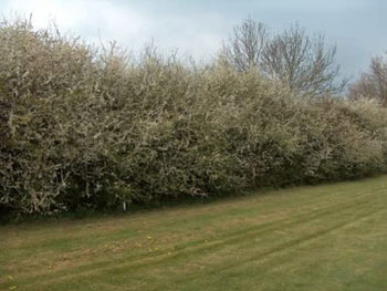 Image of 1000 x 3ft Blackthorn (Prunus Spinosa) Bare Root Hedging Plants