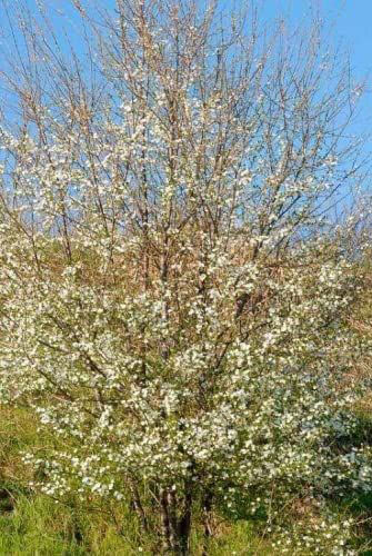 Image of 15 Cherry Plum (Prunus Cerasifera) Bare Root Hedging Plants - 2-3ft