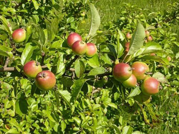 Image of 5 x 2-3ft Crab Apple (Malus Sylvestris) Grade A Bare Root Hedge Hedging Plants Tree Sapling