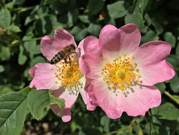 Image of 5 x 3-4ft Dog Rose (Rosa Canina) Field Grown Bare Root Hedging Plants Tree Whip Sapling