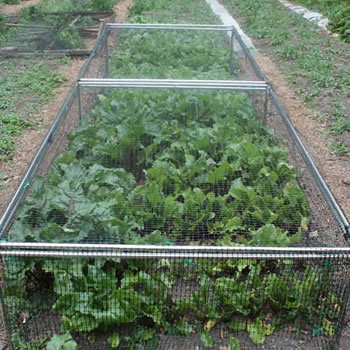 Image of Standard Strawberry Cage 46cm x 122cm x 183cm with Bird Netting