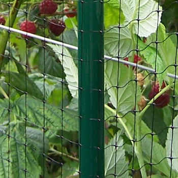 Image of Deluxe Vegetable Cage 122cm x 244cm x 1097cm with Bird Netting