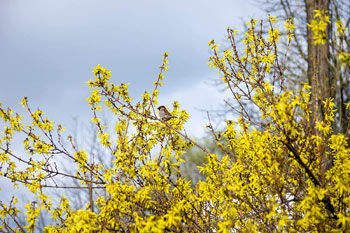Image of 100 x 3ft Forsythia (Spectabilis) Field Grown Bare Root Hedging Plants Tree Whip Sapling