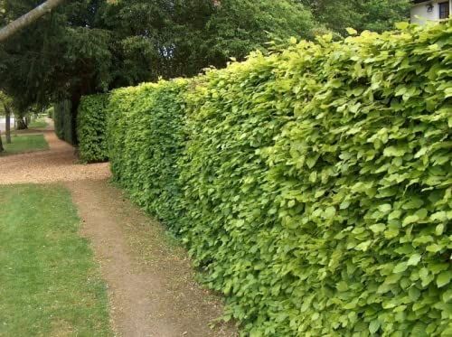 Image of 40 x 2-3ft Green Beech (Fagus Sylvatica) Semi-Evergreen Bare Root Hedging Plants