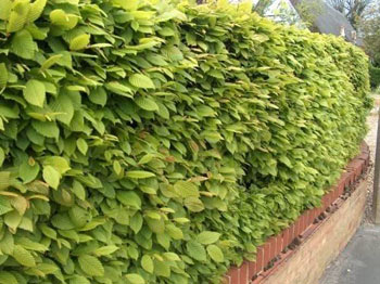 Image of 75 x 2-3ft Hornbeam (Carpinus Betulus) Field Grown Semi-Evergreen Native Hedge Plants Saplings - Easy to Grow!